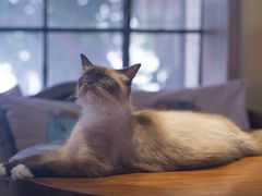 -more than meow吴止猫主题餐厅(承德 中船汇店)