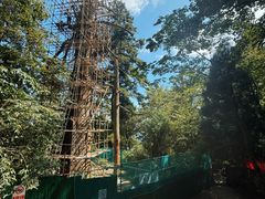 -天目山大树王景区