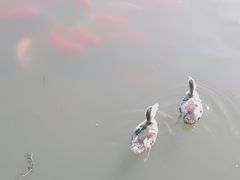 -卧龙湖