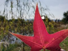 -羊亭河湿地公园