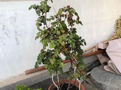 -望海·帆船主题咖啡厅•品茗下午茶(石湖景区店)