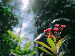 -深圳市中科院仙湖植物园