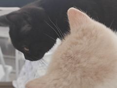 -坂吉屋·居酒屋深夜食堂(龙湖店)