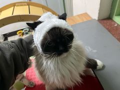 -中农大我爱我爱24h动物医院·中医针灸·猫专科·骨科医疗中心(双井店)