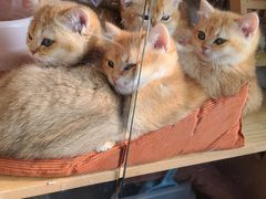 -猫的茶·猫咖