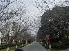 -高东镇樱花园