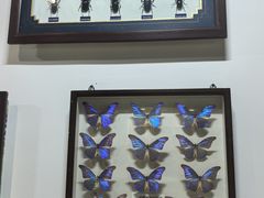 -上海大自然野生昆虫馆(东方明珠·爬宠昆虫探索中心)