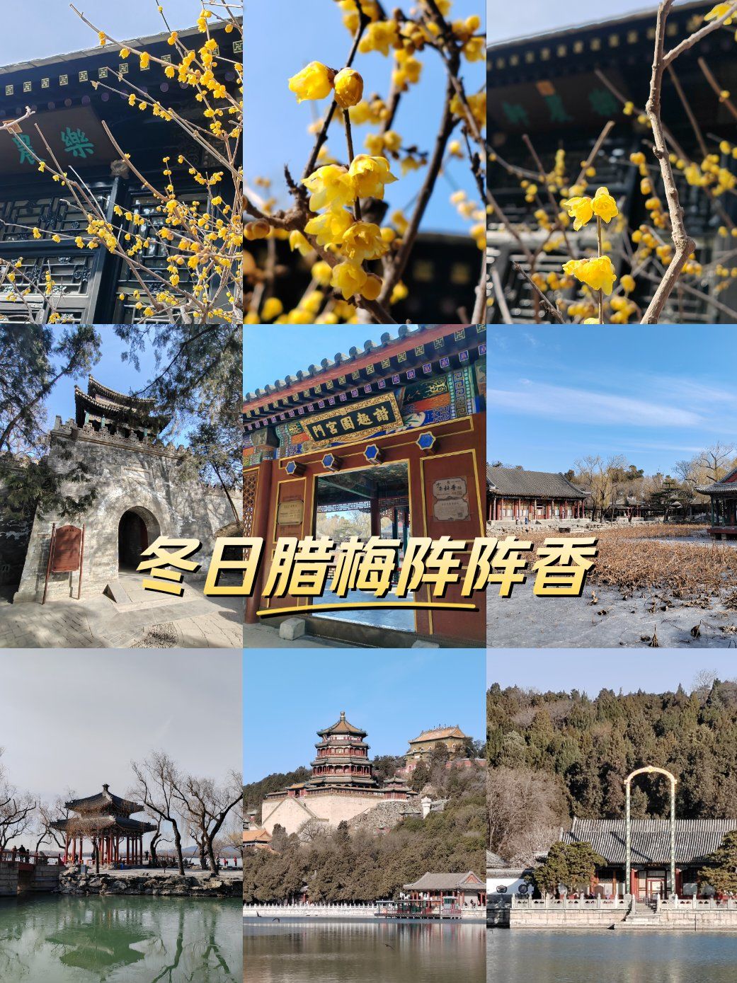 颐和园乐农轩腊梅开了