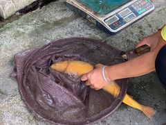 三文鱼-福仙鱼村