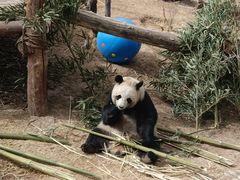 -青藏高原野生动物园