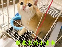 -Bastet sally猫舍购宠(静安店)