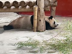 -杭州野生动物世界