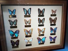 -上海昆虫博物馆