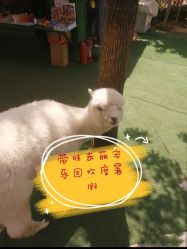 -萌宠亲子动物乐园(槐房万达店)