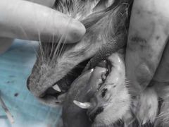 -爱诺耐芙动物医院(万博店)