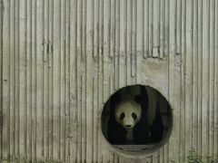 -卧龙中华大熊猫苑神树坪基地