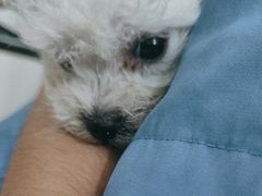 -佳雯宠物医院·皮肤科·内外科(春晓路分院)