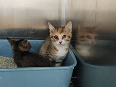 -瑞派康怡24h宠物医院·犬猫医疗中心·微创绝育(瑞景分院)