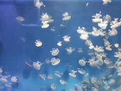 -海合安成都极地海洋公园