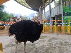 -海合安成都极地海洋公园