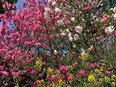 -南汇桃花村