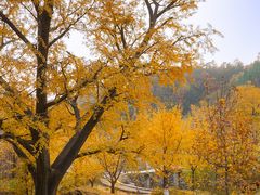 -遵化市禅林寺古银杏风景园