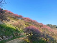 -新建村梅花