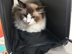 -伟伟宠物医院·CT影像中心·瑞派犬猫综合性门诊(汉口总院)