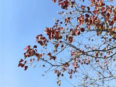 -上海滨江森林公园