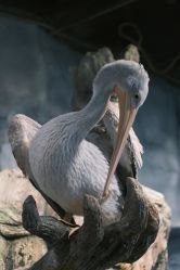 -Zoolung Zoolung动物主题公园(海信广场店)