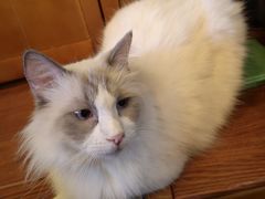 -李小姐の猫咖啡馆(五角场店)