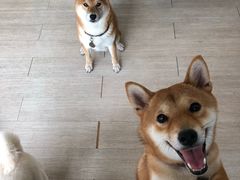 -柴犬高等学院·狗咖·柴犬售卖·宠物训练