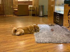 -柴务处·柴犬主题狗咖