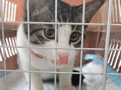 -宠颐生宠物医院·犬猫全科·皮肤科(商业街店)