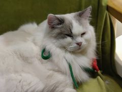 -滚猫咖啡·猫咖·猫友好撸猫(未来城店)