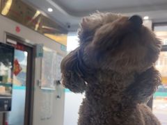 -安安宠医·臻爱宠物医院·宠保定点(营门口路分院)