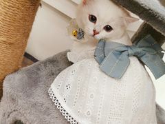 -lincat·猫舍(广州店)