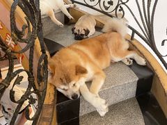 -喜柴咖啡·柴犬狗咖