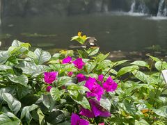 -西双版纳原始森林公园