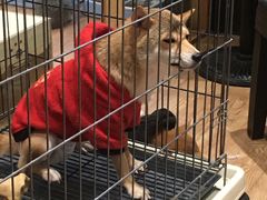 -猫色咖啡·猫咖