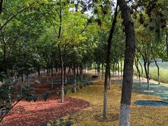 -大兴滨河森林公园