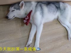 -Husky Go! 哈士奇体验馆·宠物咖啡厅狗咖