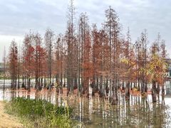 -白鹭湾湿地公园