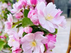 -海棠花溪(元大都城垣遗址公园)