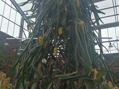 -南通洲际绿博园