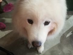 -more than meow吴止猫主题餐厅(承德 中船汇店)