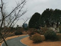-九科绿洲
