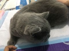 -小伙伴宠物医院·CT·骨科·眼科(高新店)