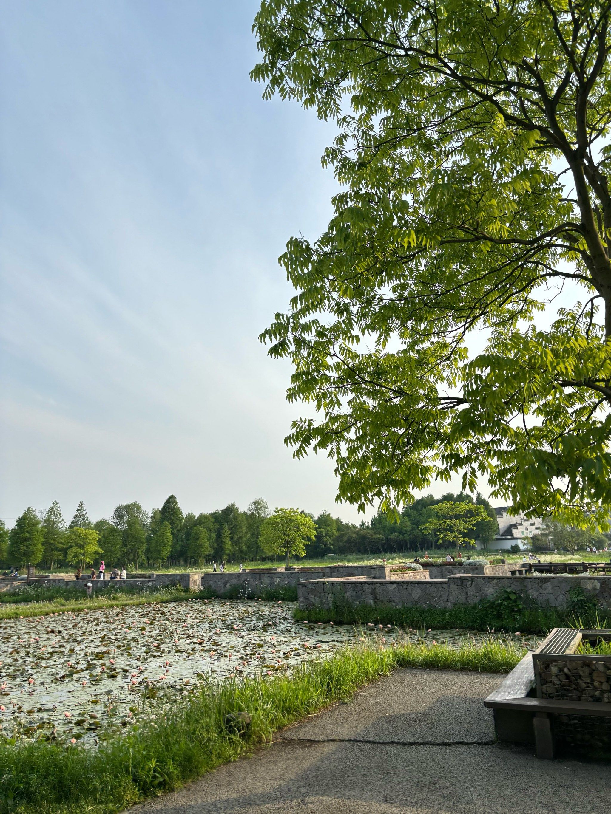湿地 杭州湾国家湿地公园真的景色很不错