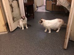 -猫色咖啡·猫咖